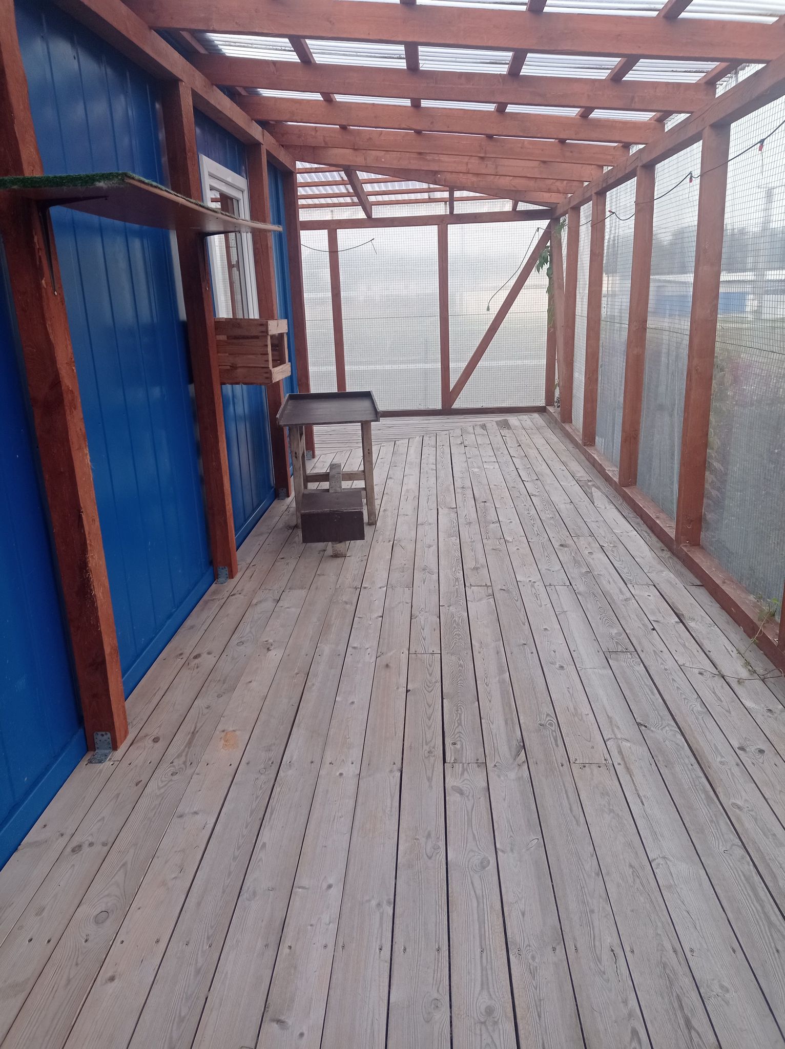 Kociarnia w Bojanie sprzątanie